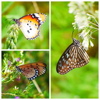 Common butterflies - image gratuit #482699 