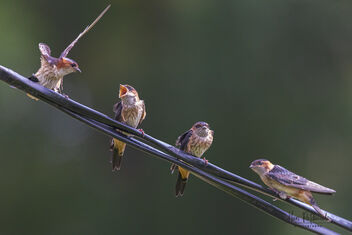 A Family of Red Rumped Swallows - Free image #482899