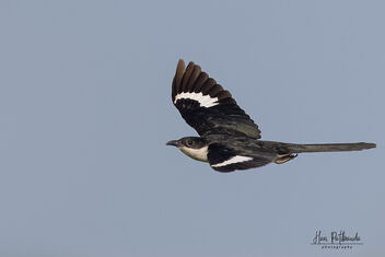 A Pied Cuckoo in Flight - image #483009 gratis