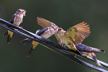 A Red Rumped Swallow feeding her chicks - Kostenloses image #483049