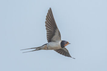 Swallow - Hirundo rustica - Free image #483169