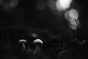 Small Fungi 12 - Kostenloses image #483189