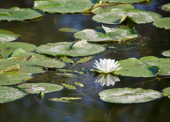 Lily Pond - Kostenloses image #483239