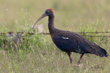 A Red Naped Ibis in Good Light - Kostenloses image #483279