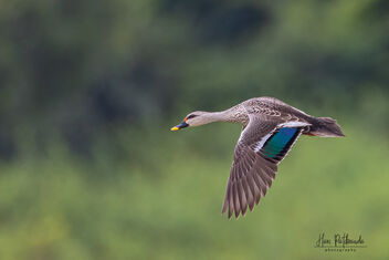 A Spot Billed Duck in Flight - image gratuit #483419 