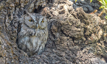 Western Screech Owl - image gratuit #483449 