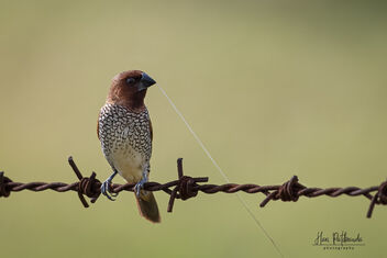 A Scaly Breasted Munia Carrying nesting material - image #483459 gratis