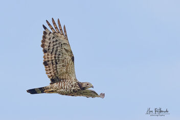 An Oriental Honey buzzard flying away - image gratuit #483479 