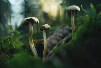 Small Fungi 16 - Kostenloses image #483529