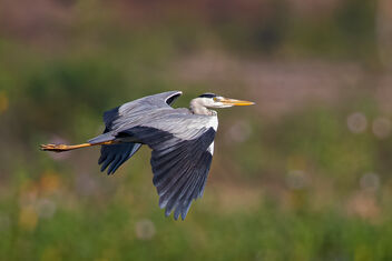 A Grey Heron in flight - image #483579 gratis