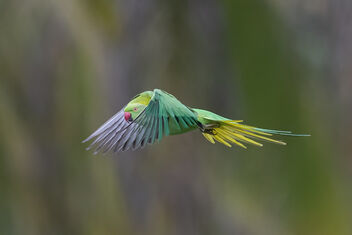 A Rose Ringed Parakeet flying away after a turf war with an owlet - Free image #483689