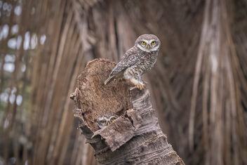 A Pair of Juvenile Spotted Owlets near the nest - бесплатный image #483729