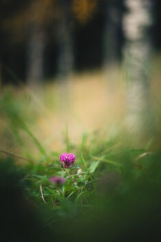 [Trifolium pratense 5] [Birch Forest 4] - бесплатный image #483949