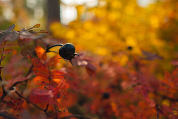 [Rose Hip][Autumn Colors 7] - image gratuit #483969 