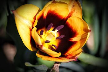 Orillia Ontario Canada ~ Leacock Museum Gardens ~ Tiger Tulip ~ Heritage Site - image gratuit #484039 