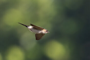 A Streak Throated Swallow in Flight - Free image #484049