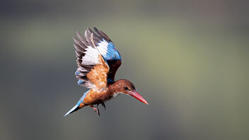 A White-Throated Kingfisher in a territorial display - image gratuit #484099 