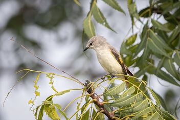 A Small Minivet female hunting for insects on a neem tree - image gratuit #484269 