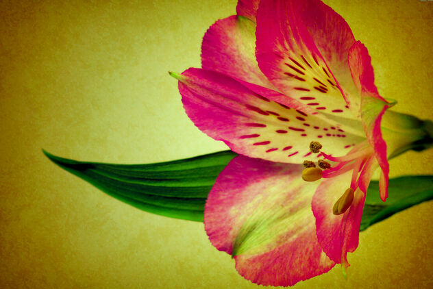 Toronto Ontario - Canada - Allan Gardens Conservatory - Toronto Tropical Garden - Heritage - Exotic Lily - image gratuit #484289 