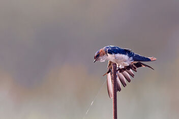 A Red Rumped Swallow Stretching in the morning - image gratuit #484319 
