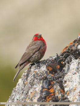 Red-fronted Rosefinch (Carpodacus puniceus) - Kostenloses image #484379