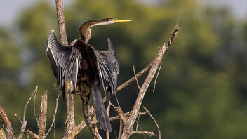 An Oriental Darter drying in the sun - Kostenloses image #484389
