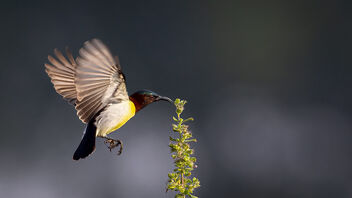 A Purple Rumped Sunbird trying to grab the sweetness of a flowering bud - бесплатный image #484439