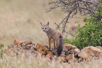 An Indian Fox hunting in the evening - image gratuit #484519 