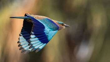 An Indian Roller in flight - image gratuit #484569 