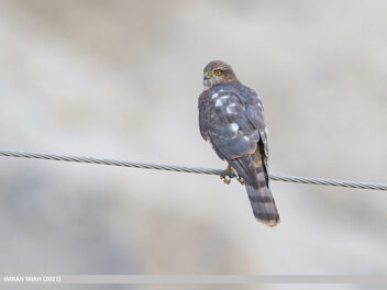 Eurasian Sparrowhawk (Accipiter nisus) - Free image #484649