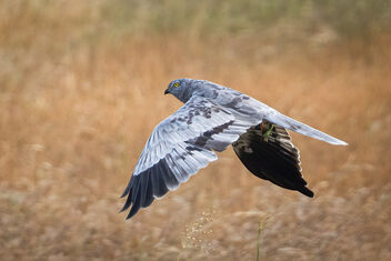 A Montagu's Harrier flying away with a catch - Kostenloses image #484709