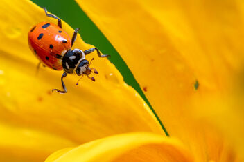 Ladybug - image gratuit #484729 
