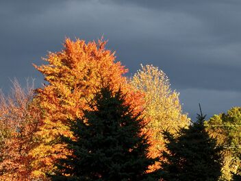 Autumn Contrasts - бесплатный image #484789