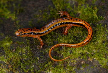 Southern Two-Lined Salamander (Eurycea cirrigera) - image gratuit #484829 