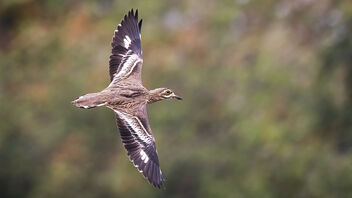 An Indian Thick Knee in flight - image gratuit #484879 