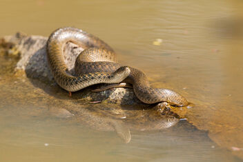 A Checkered Keelback basking in the sun - image gratuit #484919 