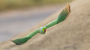 A Rose Ringed Parakeet trying to steal some grain - image gratuit #484979 