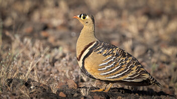 A Painted Sandgrouse in its habitat - Kostenloses image #485209