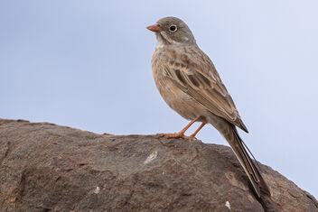 A Gray Necked Bunting on the rocks! - image #485229 gratis