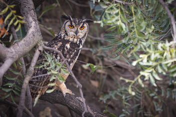 An Indian Rock Eagle Owl disturbed during sleep - Free image #485329