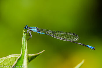 Dragonfly Garden - Kostenloses image #485359