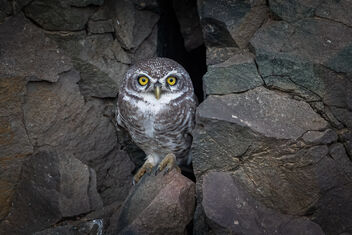 A curious Spotted Owlet outside its home - Free image #485379