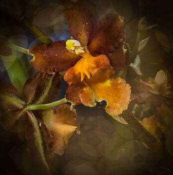 Orchid #331 - image #485409 gratis