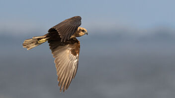 A Western Marsh Harrier in the hunt - Free image #485439