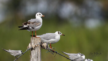 A Black Headed and Brown Headed Gull next to each other - image gratuit #485559 