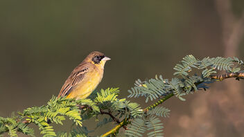 A Black Headed Bunting near the fields - Free image #485719