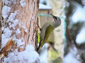 Picus canus,,,Gray-headed woodpecker - image #485799 gratis