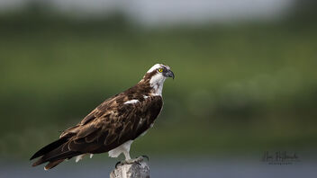 An Osprey s surveying the Lage for a fish - image gratuit #485819 
