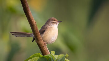 A Plain Prinia active in the morning - Free image #485849