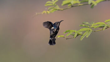 A Purple Sunbird in action - trying to catch a spider - image #485869 gratis